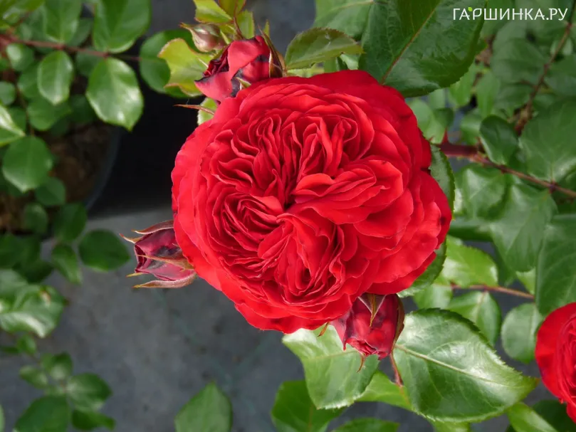 Роза Ред Леонардо да Винчи, Мейян (лиц)