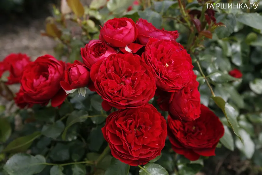 Роза Роткапчен флорибунда, Топалович (лиц)