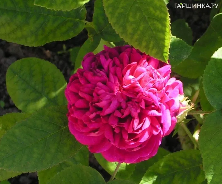 Роза Роз де Решт, Кордес (лиц)