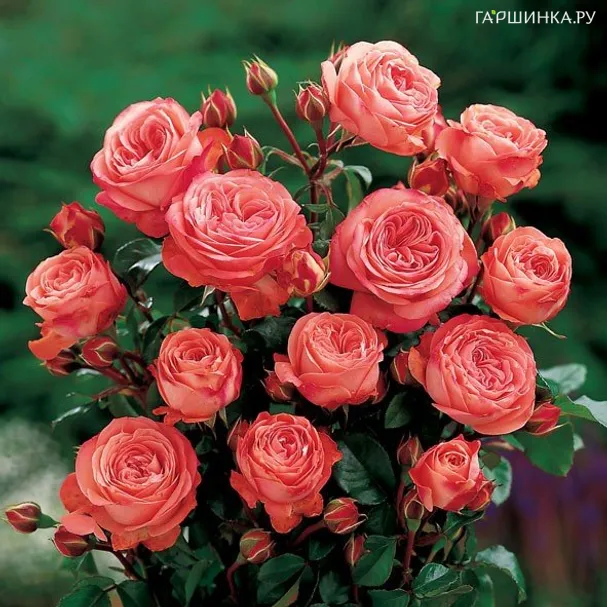 Роза Шакенборг, Пулсен (лиц)