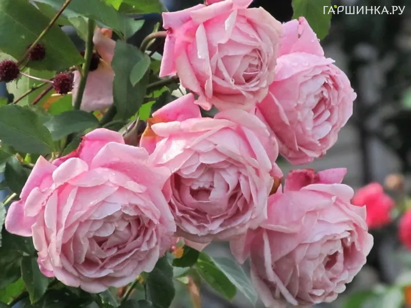 Роза Сэр Эммануэль /Дитер Мюллер, Дельбар (лиц)