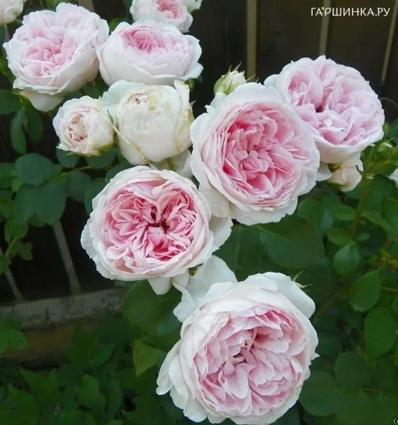 Роза Синдерелла кустарниковая, Кордес (лиц)