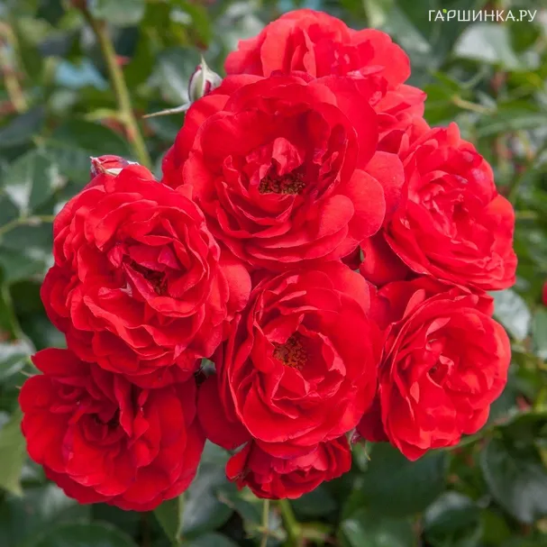 Роза Скарлет Боника, Мейян (лиц)