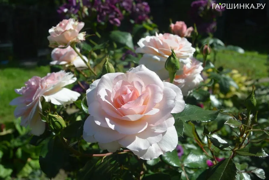 Роза Шлосс Ойтин, Кордес (лиц)