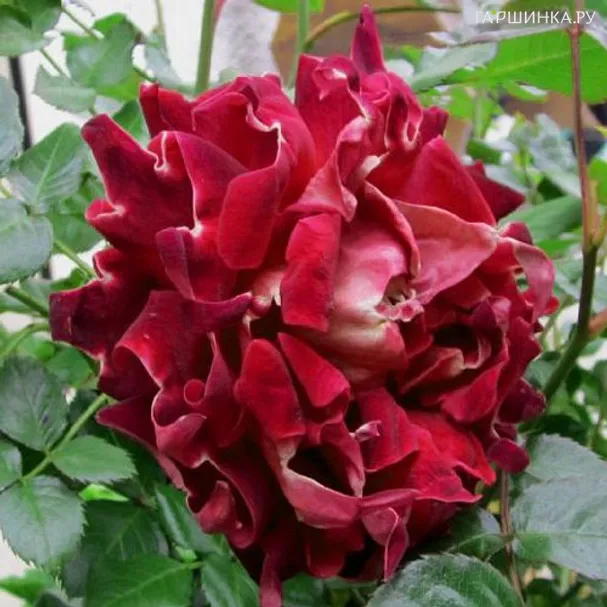 Роза Спарклинг Раффлс, Интерплант (лиц)