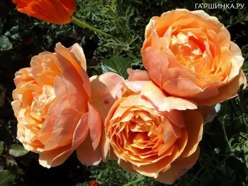 Роза Ст.Ричард Чичестер/Шерлок Холмс, Харкнесс (лиц)