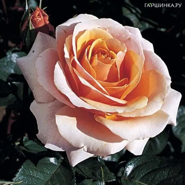 Роза Сью Хипкин/Свит Ревелешн, Харкнесс (лиц)