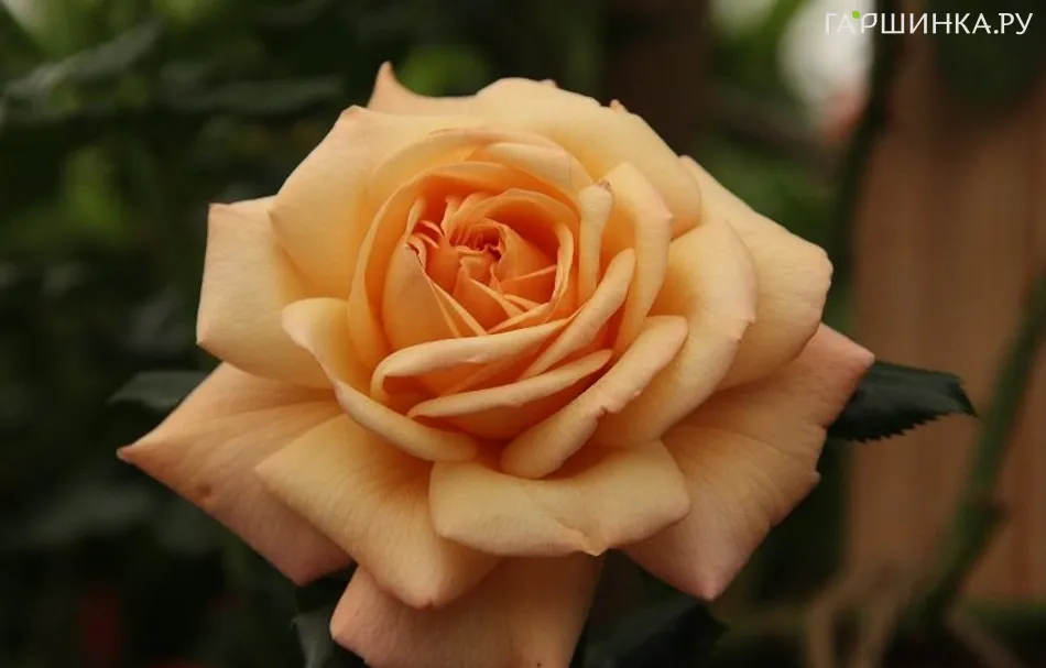 Роза Сьюзи, Харкнесс (лиц)