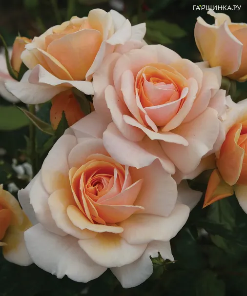 Роза Свит Хани, Топалович (лиц)