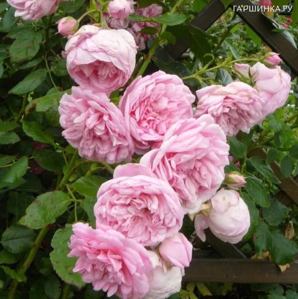 Роза Свит Лагуна, Кордес (лиц)