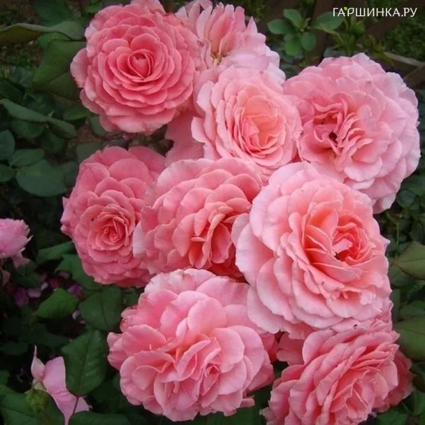 Роза Тиклд Пинк, Фрайер (лиц)