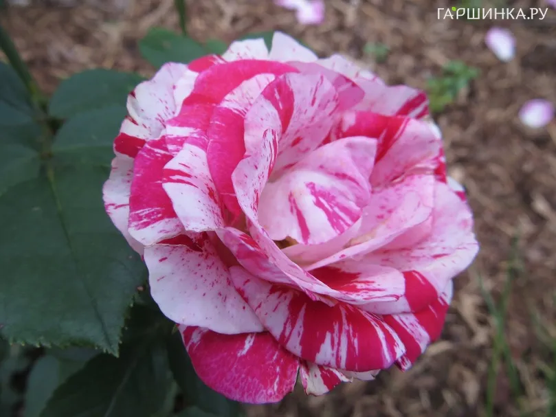 Роза Твист, Пулсен (лиц)