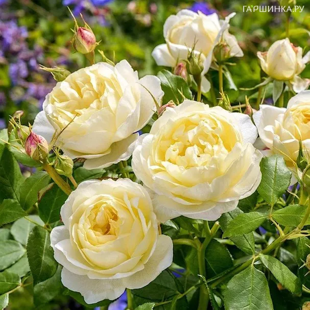 Роза Ванесса Белл, Д.Остин кустарниковая (лиц)