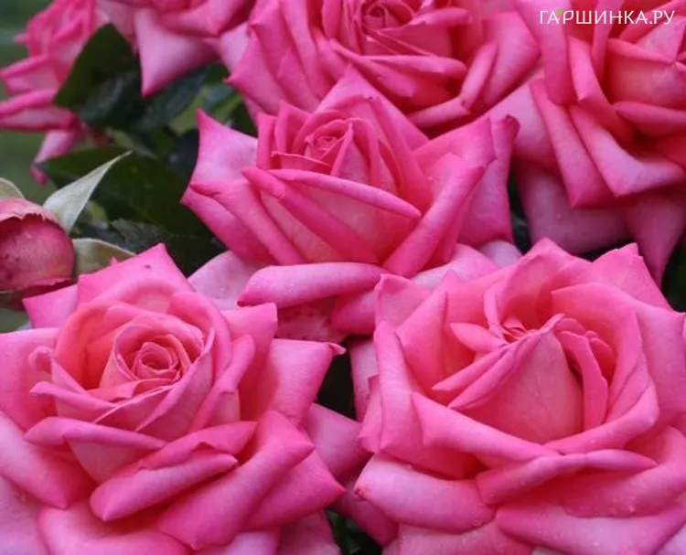 Роза Веддинг Белз, Кордес (лиц)