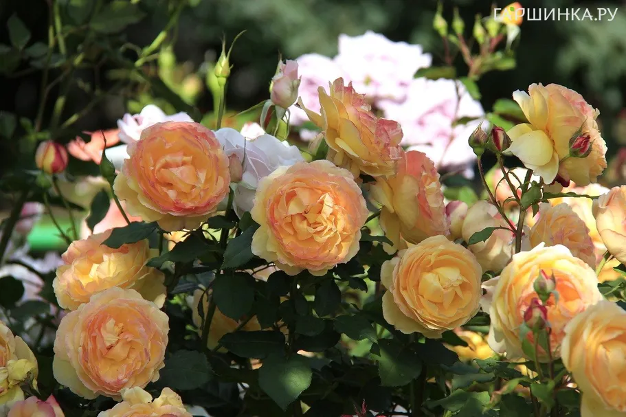 Роза Велл-Бинг, Харкнесс (лиц)