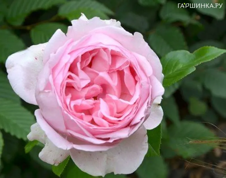 Роза Велленшпиль, Кордес (лиц)