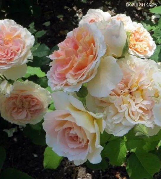 Роза Вероника Б, Гийо (лиц)