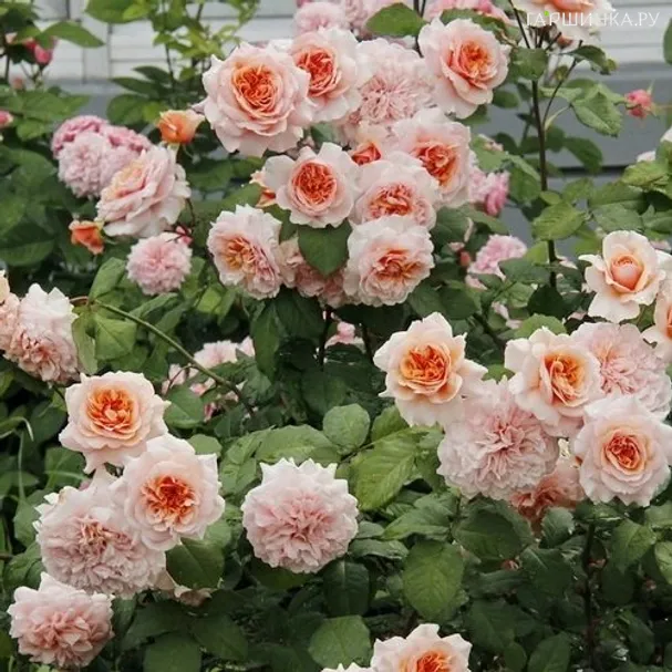 Роза Версайни, Гийо (лиц)