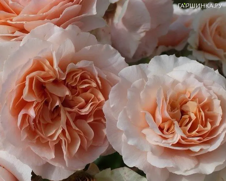 Роза Ксавье де Фрейсинэт, Гийо (лиц)