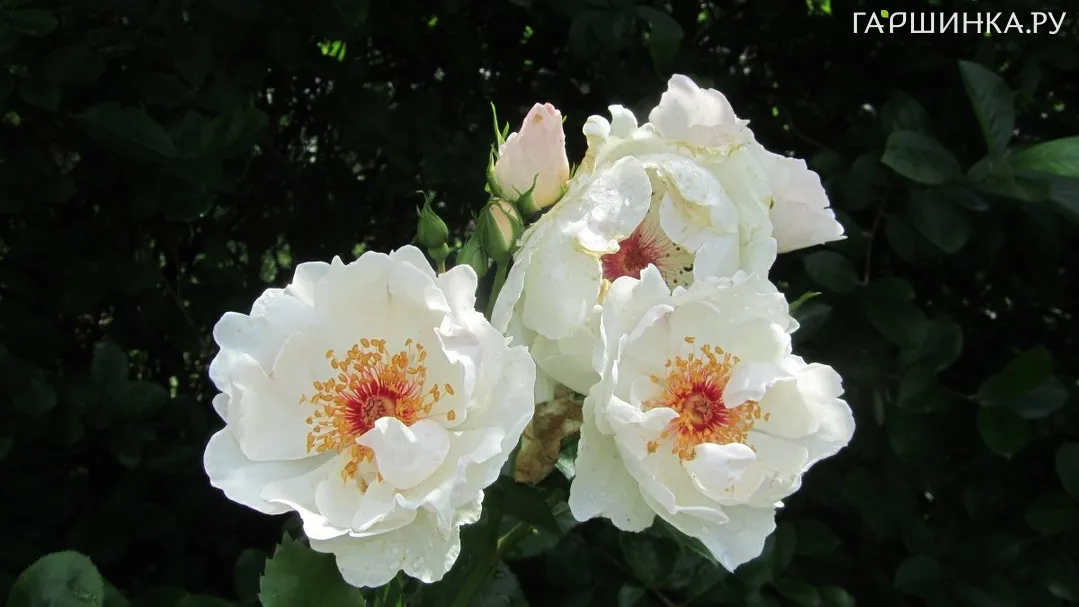 Роза Жаклин дю Пре, Харкнесс (лиц)