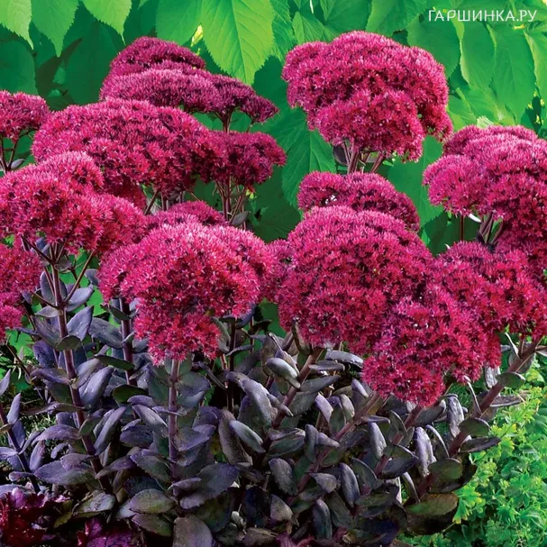 Очиток (седум) Тандерхед