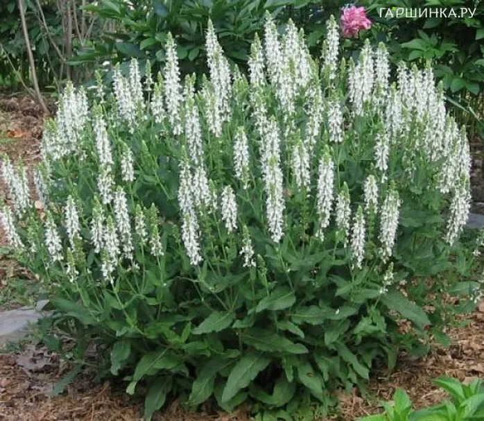 Шалфей (сальвия) дубравный Салют Вайт