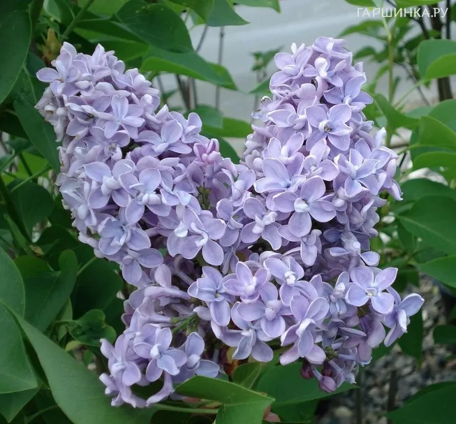 Сирень Президент Греви