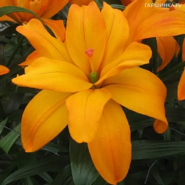 Лилия Скубиду азиатская махровая 1шт