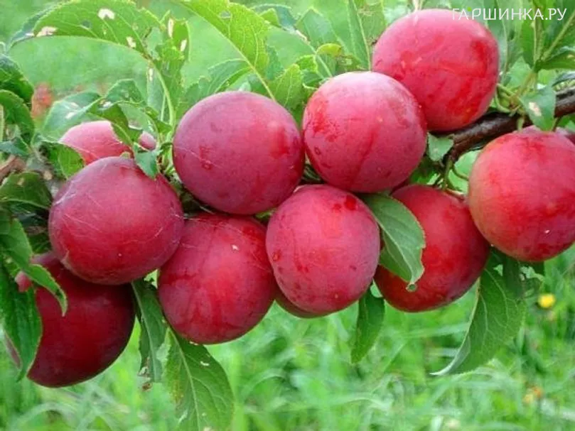 Слива Розовый шар китайская