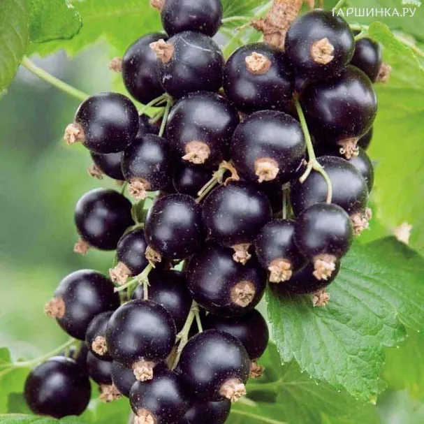 Смородина Изюмная черная