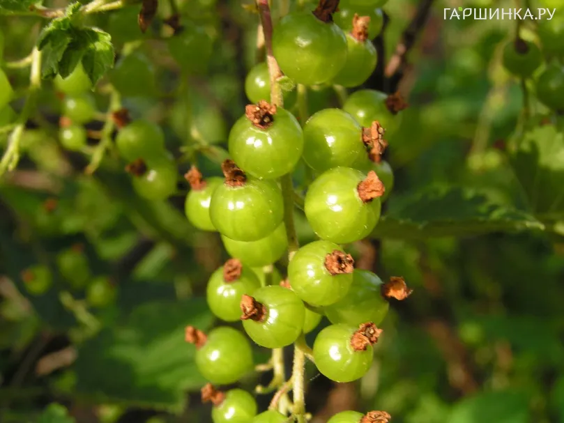 Смородина зеленая Верти