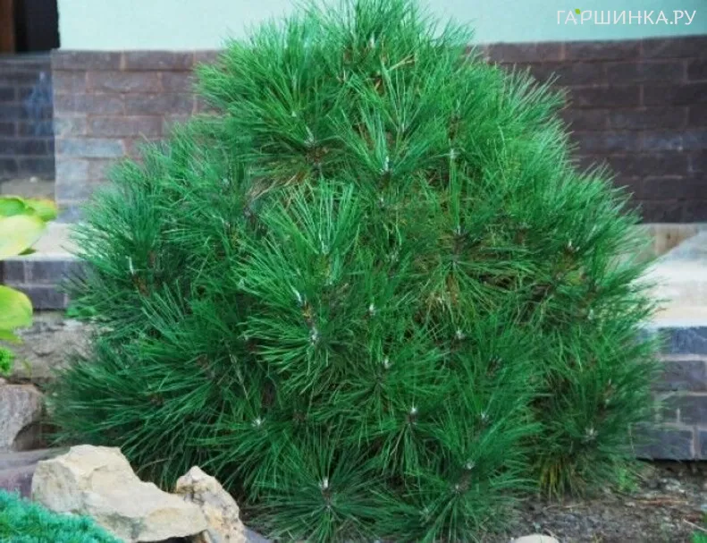 Сосна черная Спилберг