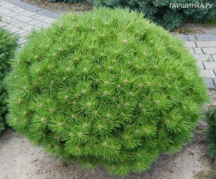 Сосна черная Бамбино