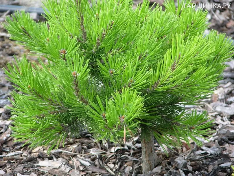 Сосна горная Коболд