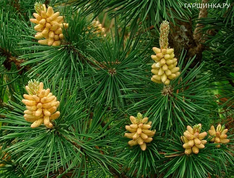 Сосна горная Колумнарис