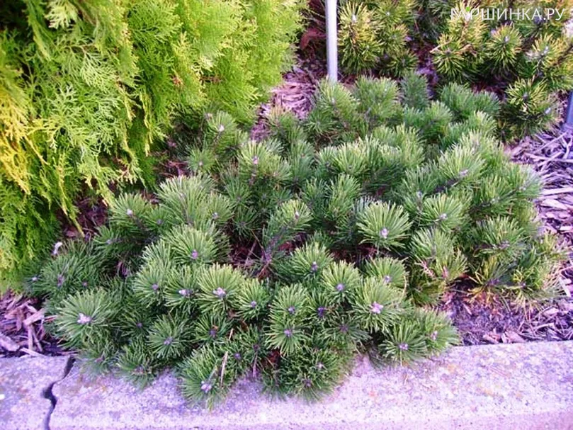 Сосна горная Краускопф