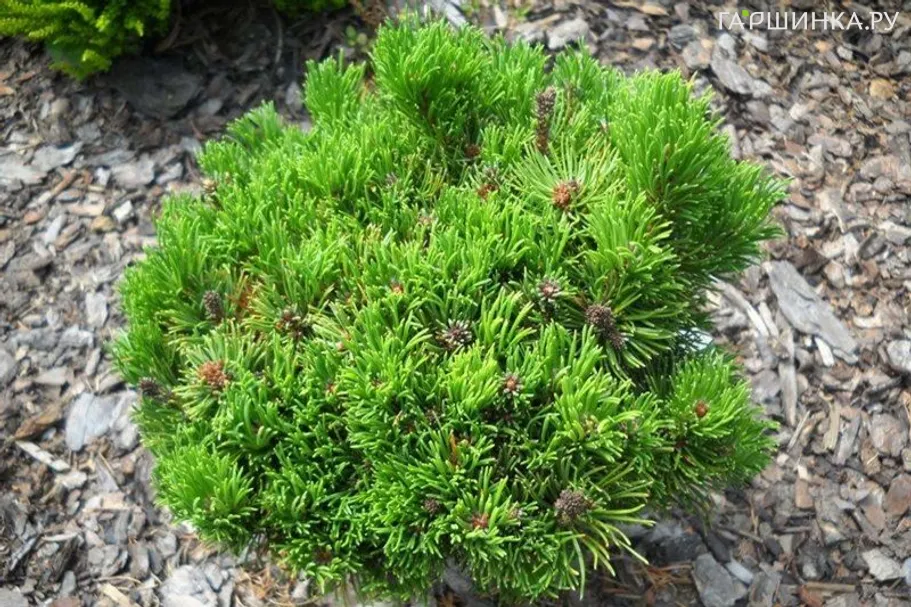 Сосна горная Пикобелло