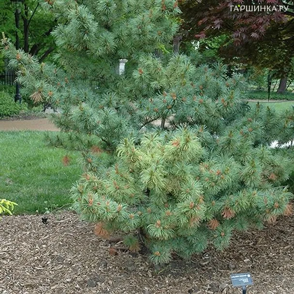 Сосна мелкоцветковая Бонни Бергман
