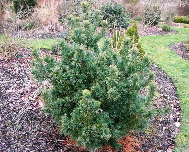 Сосна мелкоцветковая Шунс Бонсай