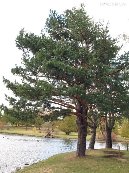 Сосна обыкновенная