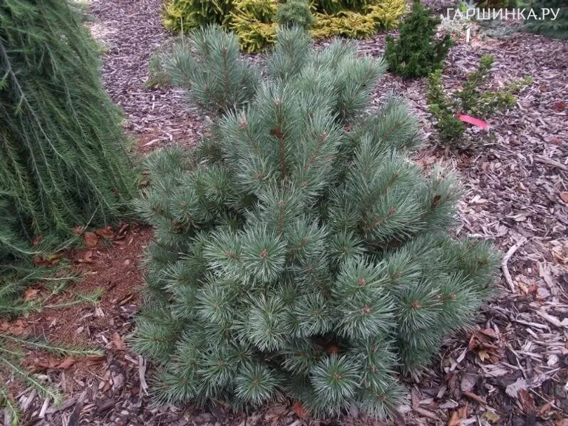 Сосна обыкновенная Чантри Блю