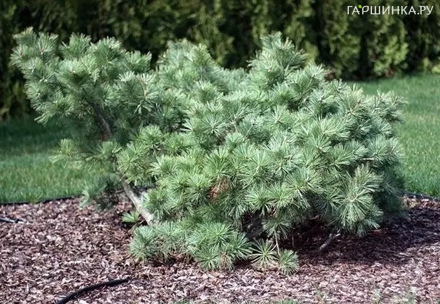 Сосна Веймутова Макопин