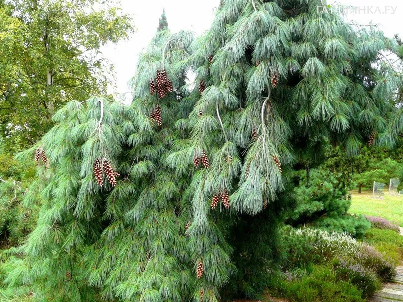 Сосна Веймутова Пендула