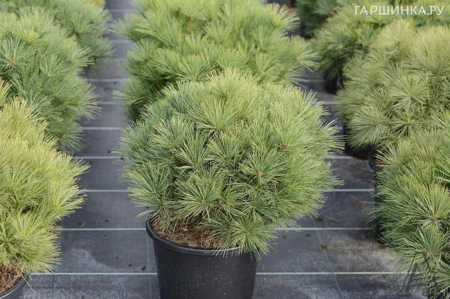 Сосна Веймутова Минима