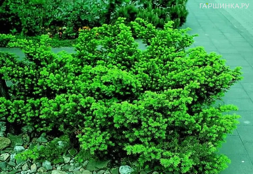 Тис остроконечный Нана