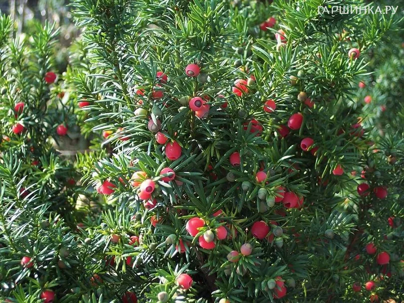 Тис Хикси средний