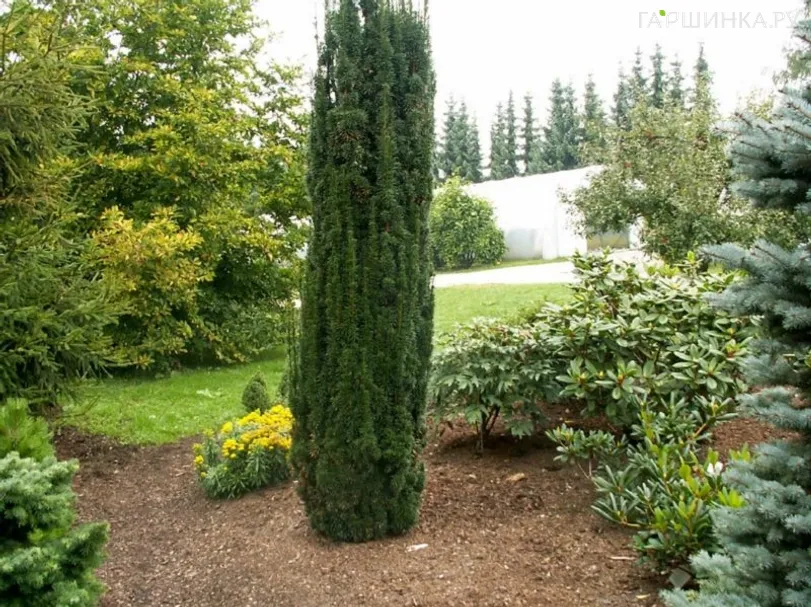 Тис ягодный Фастигиата Робуста