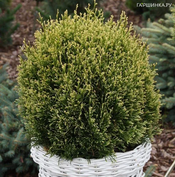 Туя шаровидная Мисс Фрости