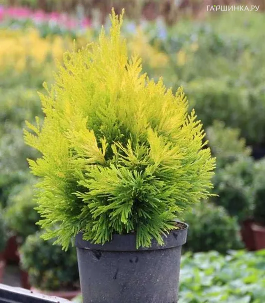 Туя складчатая Фореве Голди