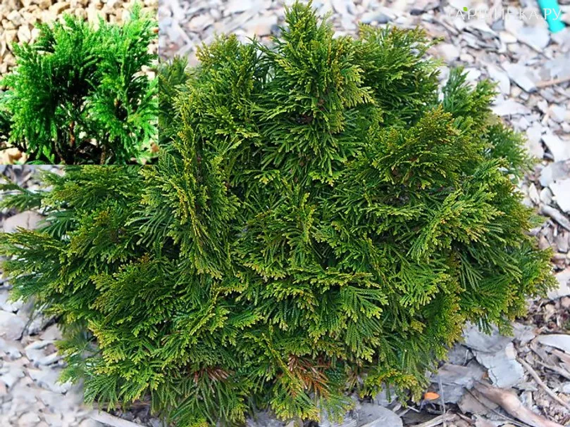Туя складчатая Груне Кугель
